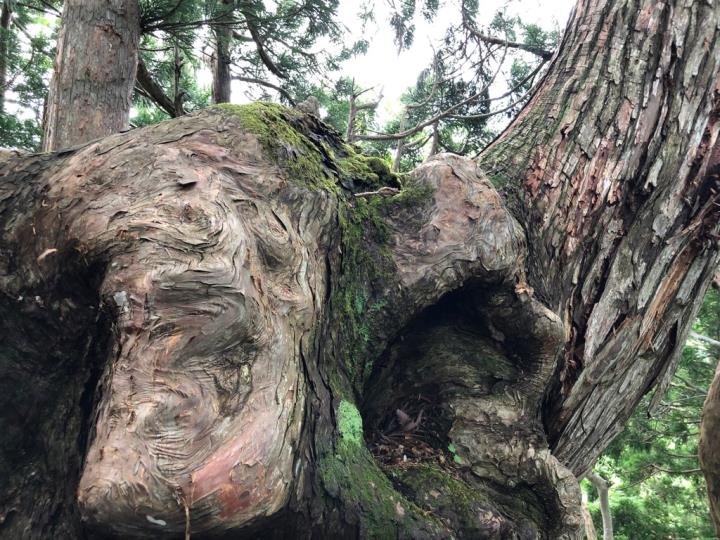 巨大杉の根こぶ